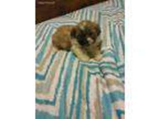 Mutt Puppy for sale in Wetumpka, AL, USA