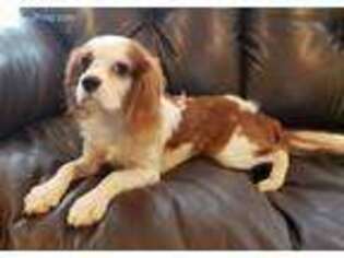 Cavalier King Charles Spaniel Puppy for sale in Suwanee, GA, USA