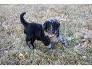 Mutt Puppy for sale in Le Mars, IA, USA
