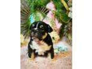 Bulldog Puppy for sale in Caldwell, TX, USA