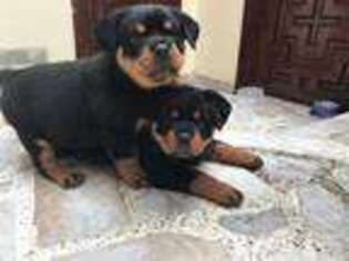Rottweiler Puppy for sale in Boca Raton, FL, USA