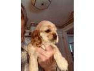 Cocker Spaniel Puppy for sale in SEWELL, NJ, USA