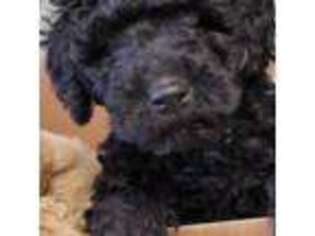 Goldendoodle Puppy for sale in Logan, UT, USA