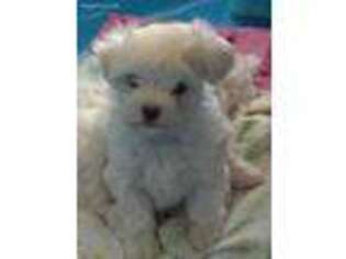 Maltese Puppy for sale in Nashville, GA, USA