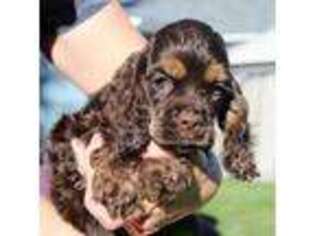 Cocker Spaniel Puppy for sale in Keizer, OR, USA