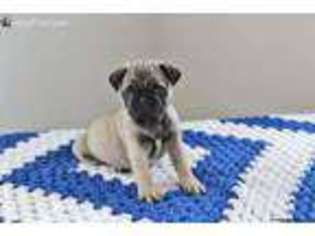 Pug Puppy for sale in Spring Mills, PA, USA