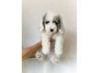 Mutt Puppy for sale in Orem, UT, USA