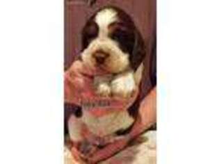 English Springer Spaniel Puppy for sale in Slayton, MN, USA