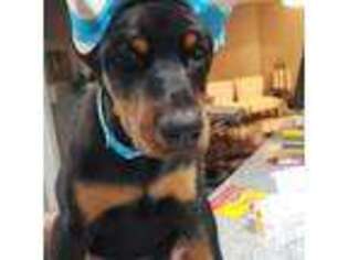 Doberman Pinscher Puppy for sale in Irwin, PA, USA