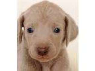 Weimaraner Puppy for sale in Watertown, WI, USA