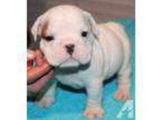 Bulldog Puppy for sale in KATY, TX, USA