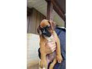 Boxer Puppy for sale in Lott, TX, USA