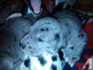 Great Dane Puppy for sale in HOUSTON, OH, USA