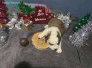 Saint Bernard Puppy for sale in Philpot, KY, USA