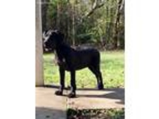 Great Dane Puppy for sale in Beaumont, TX, USA