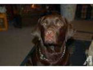 Labrador Retriever Puppy for sale in MAPLE VALLEY, WA, USA