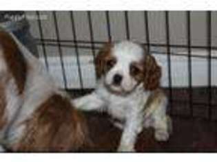 Cavalier King Charles Spaniel Puppy for sale in Plymouth, UT, USA