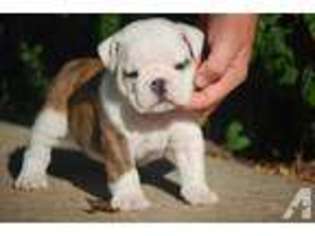 Bulldog Puppy for sale in HAYSVILLE, KS, USA