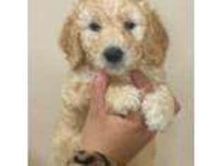 Goldendoodle Puppy for sale in Teaneck, NJ, USA