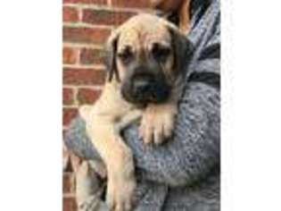 Great Dane Puppy for sale in Wayne, MI, USA