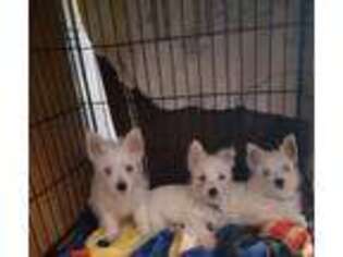 West Highland White Terrier Puppy for sale in Carson, CA, USA