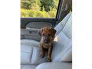Rhodesian Ridgeback Puppy for sale in Troutman, NC, USA