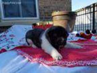 Akita Puppy for sale in Chicago, IL, USA