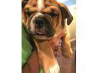 Bulldog Puppy for sale in Huntsville, AL, USA