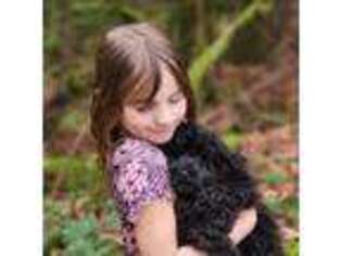 Mutt Puppy for sale in Lynnwood, WA, USA