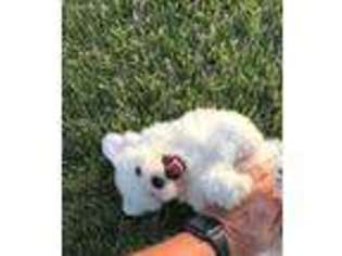 Bichon Frise Puppy for sale in Fairfield, CA, USA
