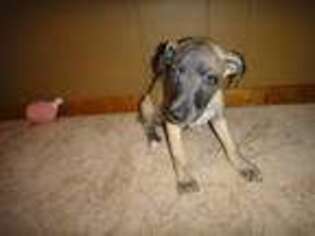 Whippet Puppy for sale in Vancouver, WA, USA