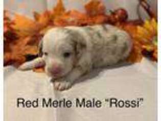 Australian Shepherd Puppy for sale in Rolla, MO, USA