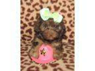 Yorkshire Terrier Puppy for sale in Eden, NY, USA