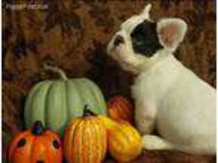 French Bulldog Puppy for sale in Glassboro, NJ, USA