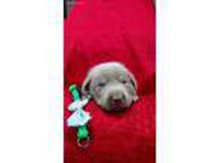 Labrador Retriever Puppy for sale in Dongola, IL, USA