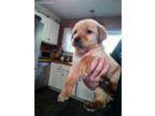 Labrador Retriever Puppy for sale in Luther, MI, USA
