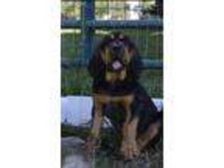 Bloodhound Puppy for sale in Wheatland, WY, USA