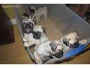 Pug Puppy for sale in Kissimmee, FL, USA