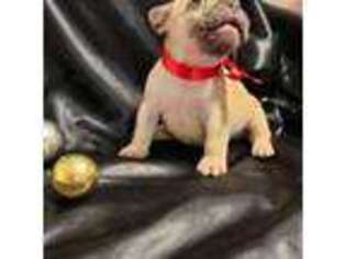 French Bulldog Puppy for sale in Mandeville, LA, USA