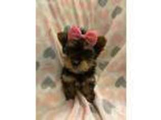 Yorkshire Terrier Puppy for sale in Merritt Island, FL, USA