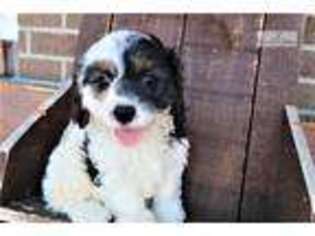 Cavapoo Puppy for sale in Ann Arbor, MI, USA