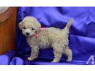 Goldendoodle Puppy for sale in WESTFIELD, IN, USA