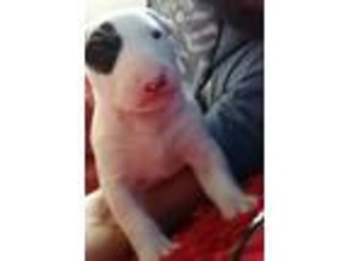 Bull Terrier Puppy for sale in Indianapolis, IN, USA
