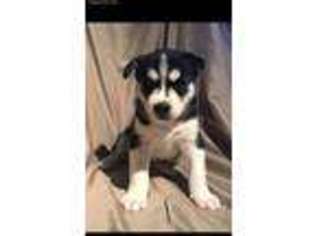 Siberian Husky Puppy for sale in Circleville, OH, USA