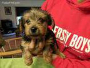 Yorkshire Terrier Puppy for sale in Malin, OR, USA