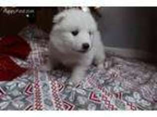 Samoyed Puppy for sale in Fort Lauderdale, FL, USA