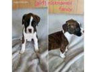 Boxer Puppy for sale in Warren, MI, USA