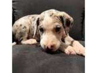 Great Dane Puppy for sale in Schertz, TX, USA