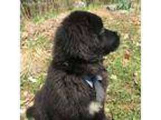 Newfoundland Puppy for sale in Hiram, ME, USA