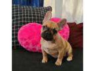 French Bulldog Puppy for sale in North Olmsted, OH, USA